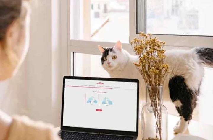 ¿Estamos preparados para la mascota del futuro? 10 Gato atraes de Laptop