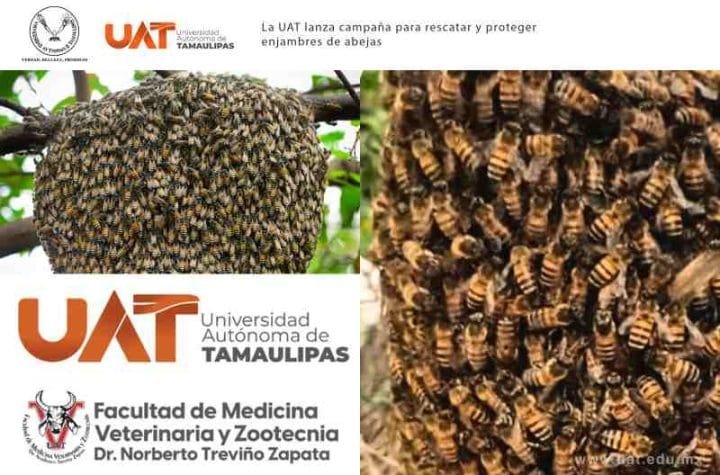 La UAT lanza campana para rescatar y proteger enjambres de abejas