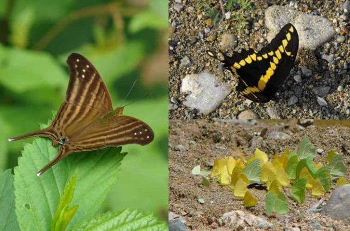 Registra la UAT 195 especies de