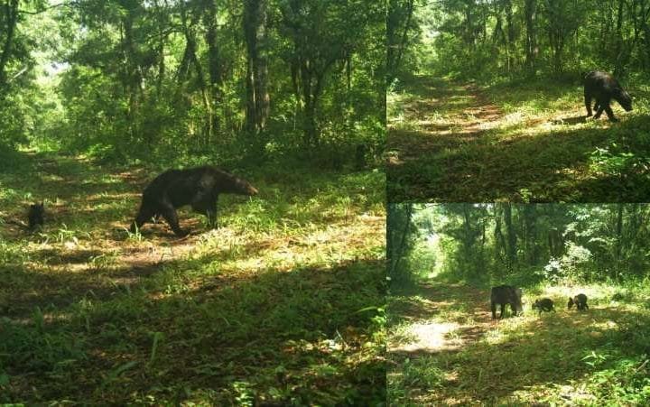 Avistan los primeros osos negros e