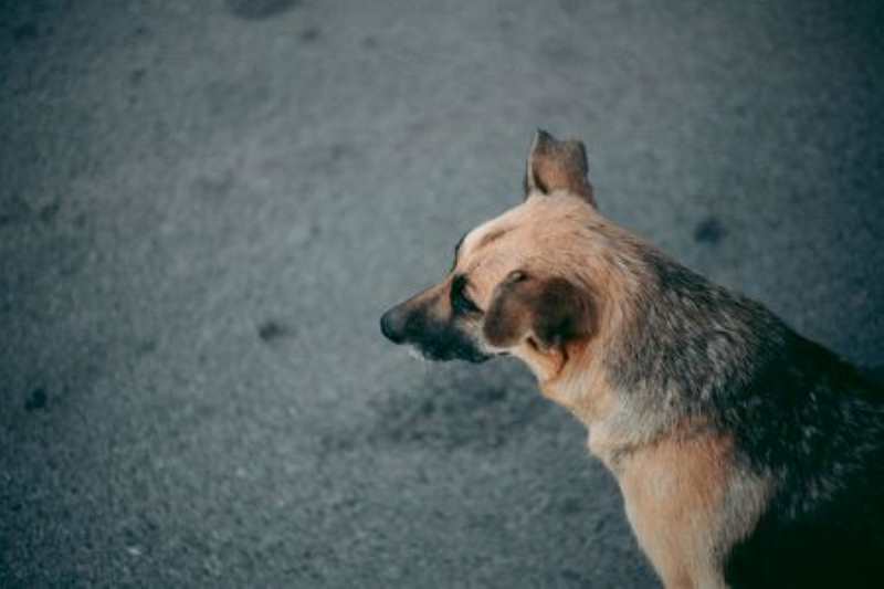 Furioso can ataca a peaton en la z