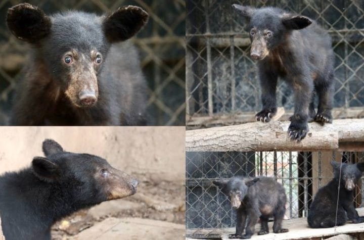 Atiende Comisión de Parques reportes de avistamientos de fauna silvestre. 5 Atiende Comision de Parques repo