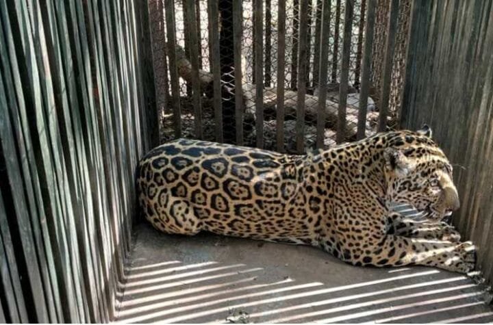 Instala Comision de Parques collar