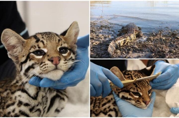 Libera Comision de Parques a cocodrilo