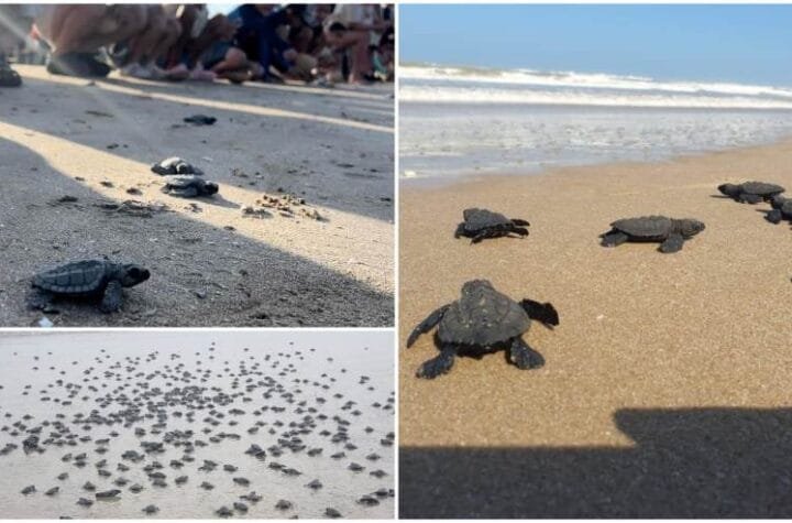 Proyectaran en television las maravill