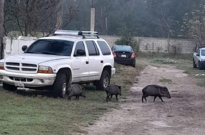 Pecaríes causan furor en el sur de Tamaulipas; invitan a no capturarlos. 2 Regidora de Madero pid