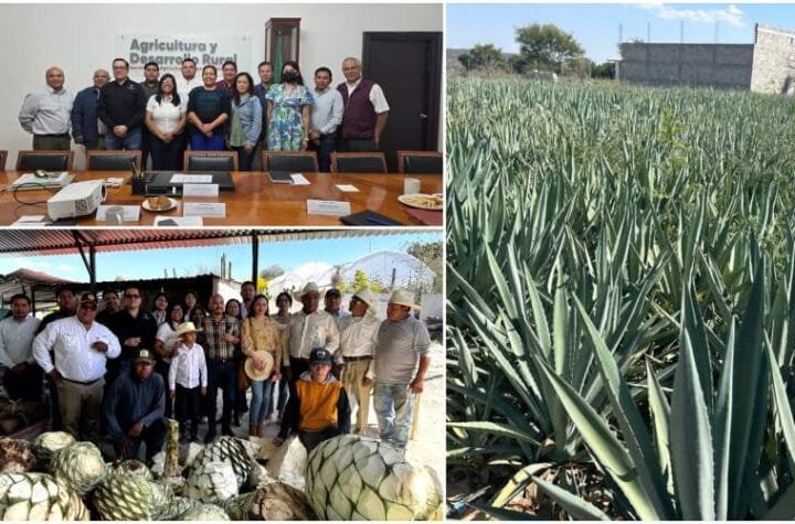 Promueven mezcal tamaulipeco