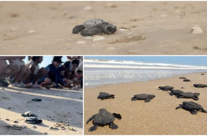 Protege Comision de Parques y