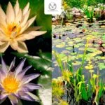 Colabora UAT en la conservacion de humedal