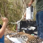 Rescata y libera Comision de Parques