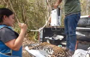 Rescata y libera Comisión de Parques y Biodiversidad a jaguar en Llera 4 Rescata y libera Comision de Parques