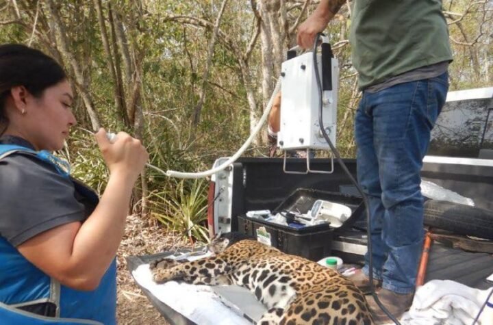 Rescata y libera Comisión de Parques y Biodiversidad a jaguar en Llera 10 Rescata y libera Comision de Parques