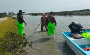 Impulsan desarrollo de granjas de ostión en Aldama y San Fernando. 2 Impulsan desarrollo de granjas de ostion