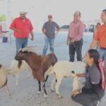 Impulsan evaluacion reproductiva