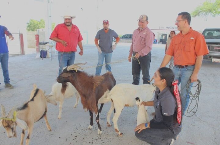 Impulsan evaluación reproductiva de sementales caprinos en Jaumave 7 Impulsan evaluacion reproductiva