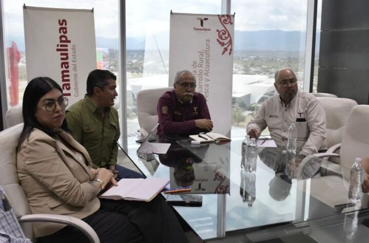 Estructura Tamaulipas proyecto p