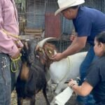 Impulsan eficiencia reproductiva del gan