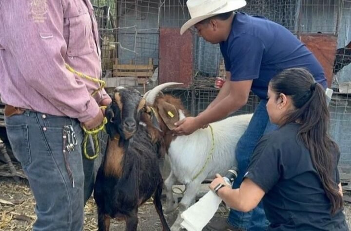 Impulsan eficiencia reproductiva del gan