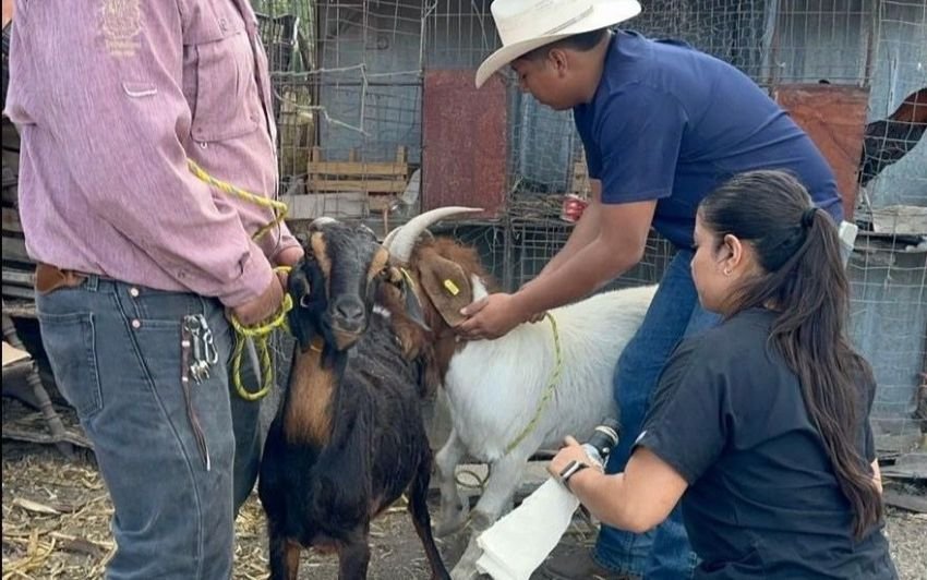 Impulsan eficiencia reproductiva del gan