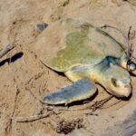 Intensifica Tamaulipas monitore