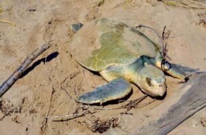 Intensifica Tamaulipas monitore