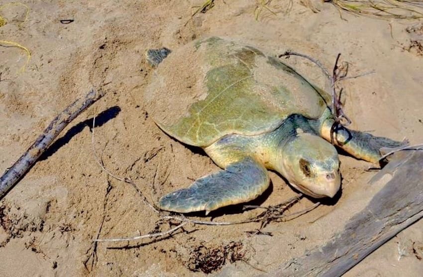 Intensifica Tamaulipas monitoreo y resguardo de nidos de tortuga lora 1 Intensifica Tamaulipas monitore