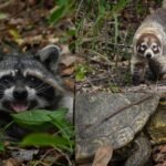 Vuelven a la vida silvestre Tamaulipas libera espec