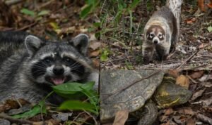 Vuelven a la vida silvestre Tamaulipas libera espec