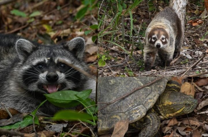 Vuelven a la vida silvestre Tamaulipas libera espec