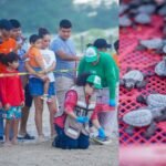 Disfrutan liberacion de crias de tort