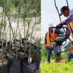 Fortalece SEDUMA reforestacion urb