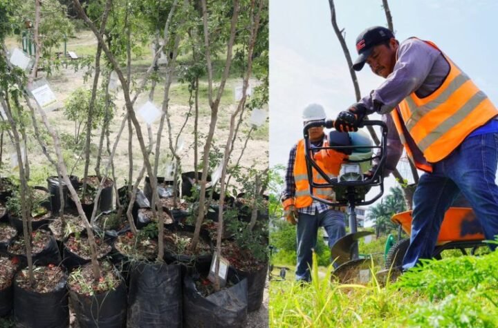 Fortalece SEDUMA reforestacion urb