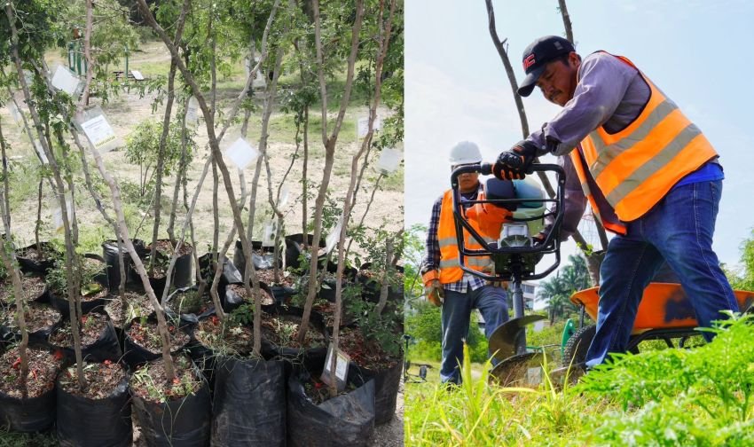 Fortalece SEDUMA reforestación urbana en Parques del Bienestar 1 Fortalece SEDUMA reforestacion urb