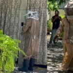 Reportan gigantesco panal de abejas cerca de viviendas en Ciudad Madero