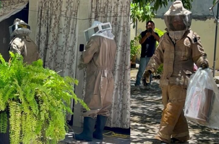 Reportan gigantesco panal de abejas cerca de viviendas en Ciudad Madero
