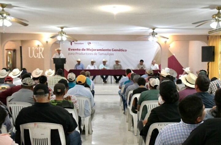 Impulsa Gobierno de Tamaulipas competitividad del sector ganadero 3 Impulsa Gobierno de Tamauli